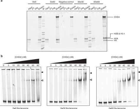 chd4 movie|CHD4 slides nucleosomes by decoupling entry.